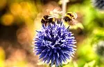 071422 native pollinators