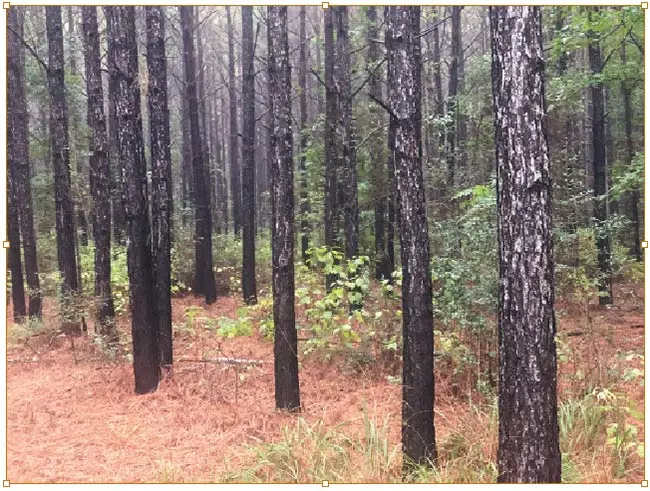 These young Tyler County pines can remove almost 10 tons of CO2 per acre per year and continue to accumulate carbon until they reach maturity.  (Photo courtesy of Keelin Parker, Parker Forestry Consulting.)