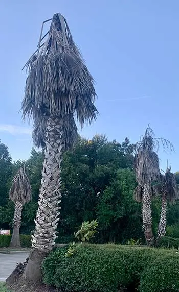 One of the most immediate and obvious signs of the damage done by Winter Storm Uri was seen on all the palm trees planted around East Texas. None of their palm branches survived. 