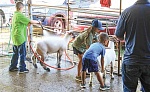 Exhibitors work at the goat wash ahead of the Saturday livestock sale.  Photo by Tony Farkas