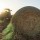 Hay supplies remain tight for Texas cattle producers