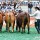 Local ranch wins at Houston Livestock Show