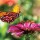 Eight great plants to bring butterflies to your garden