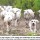 Livestock Guardian Dogs - Unsung heroes of the  livestock protection business