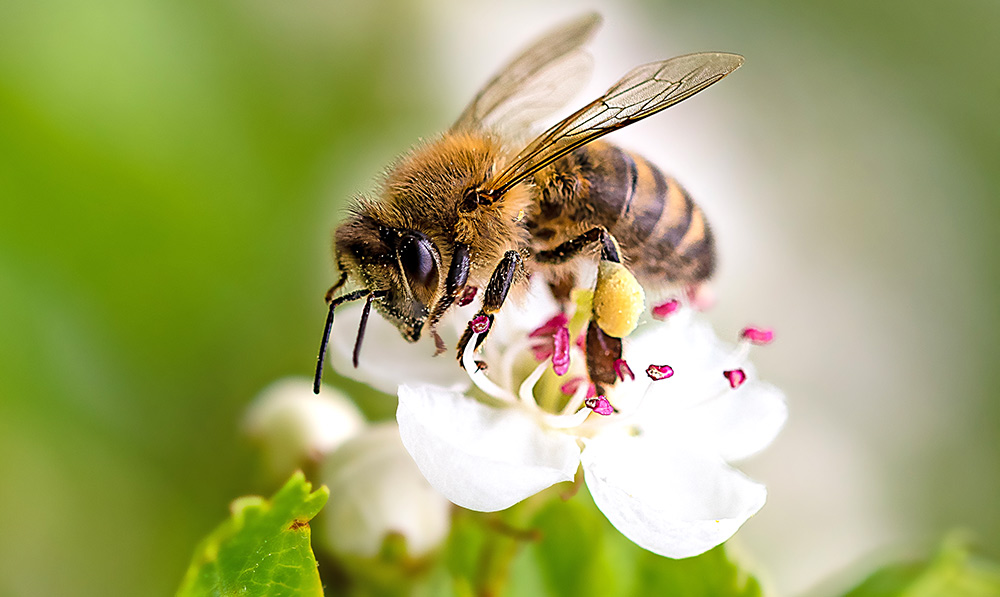 063022 understanding pollination