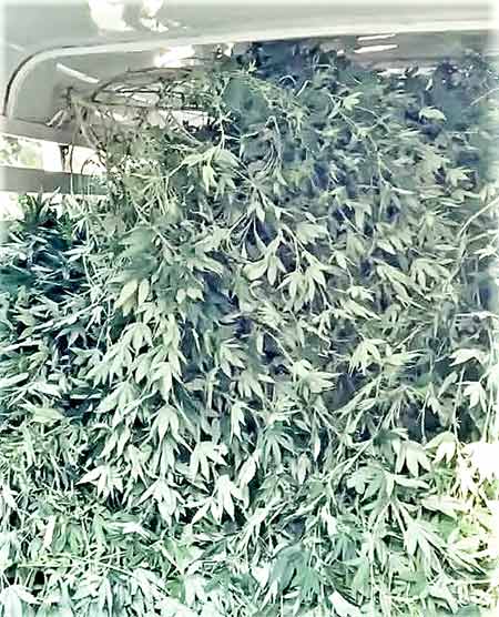 Numerous pot plants were seized, and six arrests made, during a drug bust on Thursday and Friday near Trinity. (Courtesy Photo)