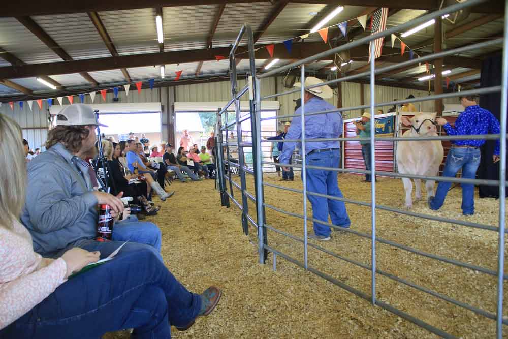The Trinity Community Fair Livestock Auction get under way in Trinity with the sale of the Grand Champion Steer.