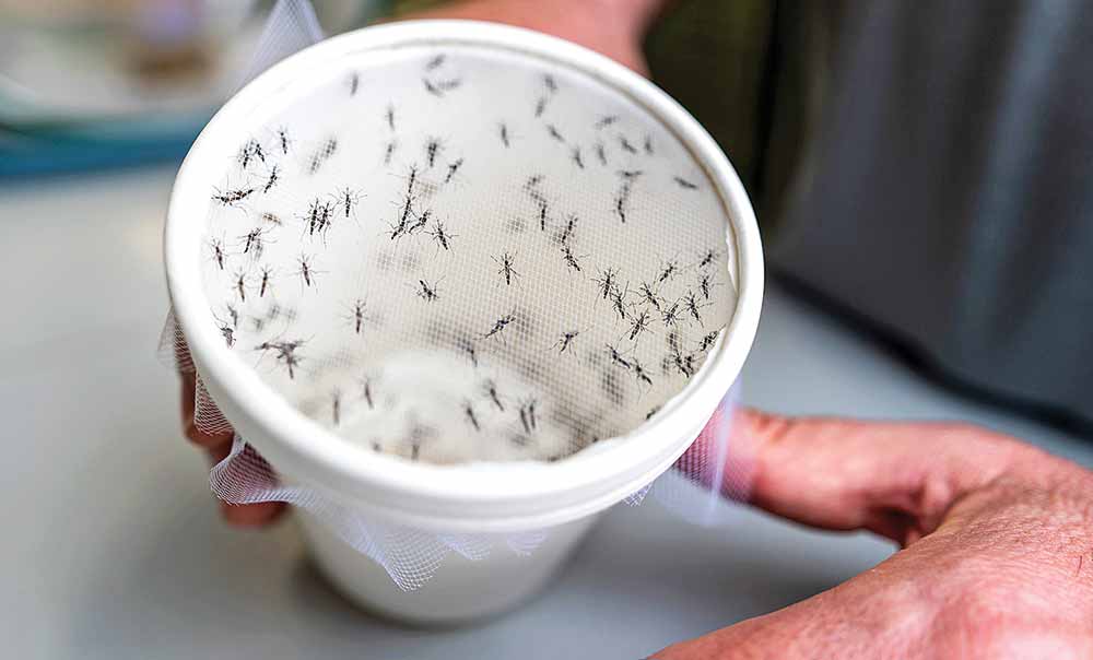 Researchers at Texas A&M University’s Zach Adelman Lab utilize mosquitoes in their research of mosquito-borne viruses such as yellow fever, West Nile encephalitis, Zika, and dengue hemorrhagic fever. Texas A&M AgriLife photo by Michael Miller