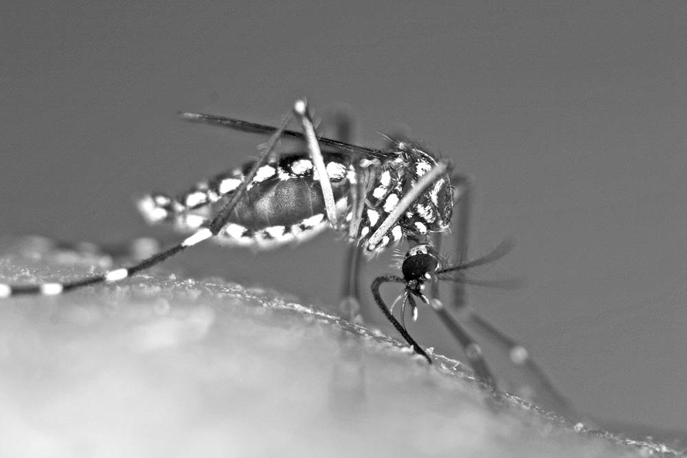 The Aedes aegypti mosquito is a known carrier of diseases that pose a threat to humans. Texas A&M AgriLife photo by Gabriel Hamer