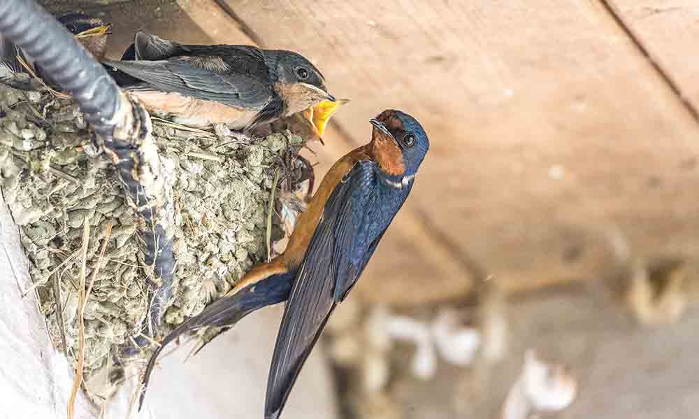 Now is the time to take action to prevent barn swallows from building new nests or returning to unoccupied ones. STOCK PHOTO