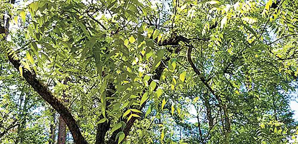 Black walnut tree in Polk County.