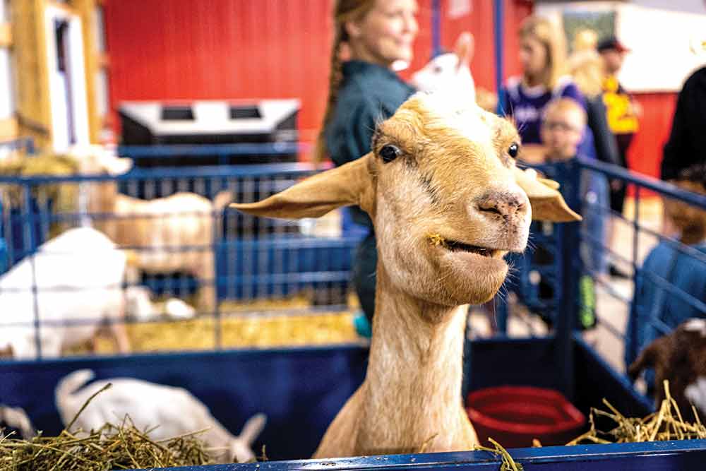 The Trinity Buyers Group needs your donations to purchase the animals that the children have worked hard to raise this year for 73rd Trinity Community Fair. Call Theresa or George Gallagher at (936) 661-5707 to help support our children and their hard work and efforts.
