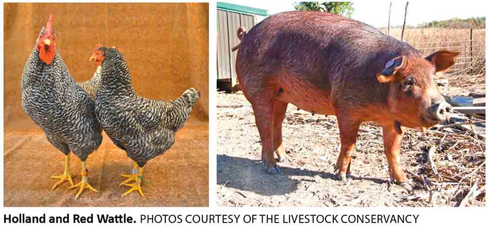 Holland and Red Wattle. Photos courtesy of the Livestock Conservancy