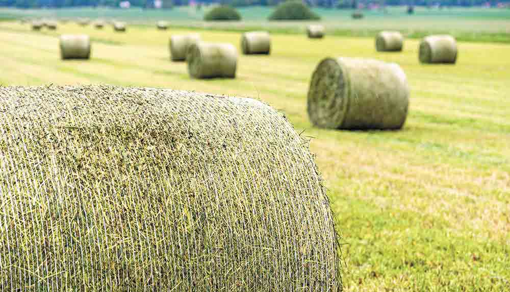 Tight hay supplies and high winter feed prices are challenging Texas cattle producers’ ability to get as many cows as possible through winter in good condition. STOCK PHOTO