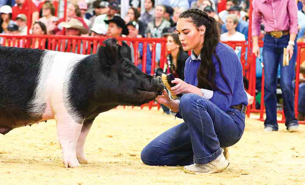 Halle Hawkins, who won three awards at the Texas State Fair for her animals 18 months ago, has won Overall Grand Champion at the San Antonio Stock Show & Rodeo.  COURTESY PHOTO