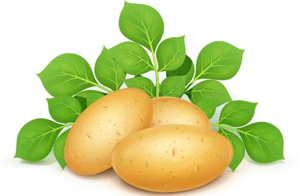 Potatoes Stock