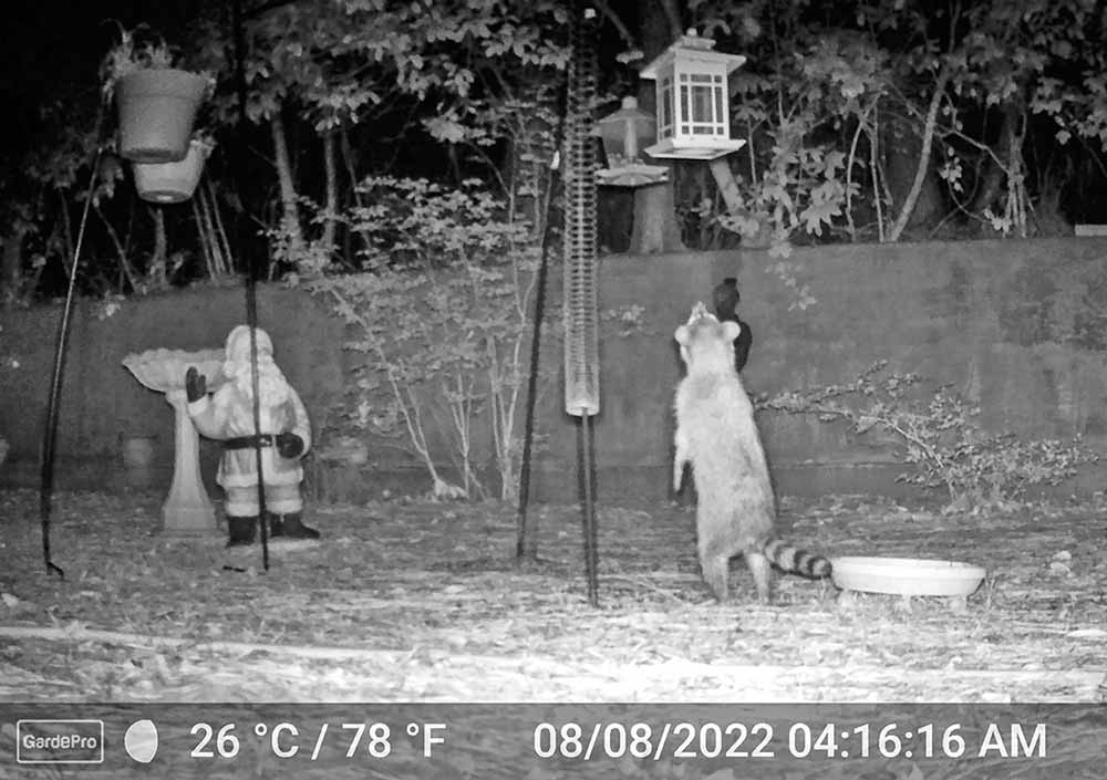 One is a raccoon wishing he could get up to the bird feeder. But, raccoons can’t jump. Courtesy photo