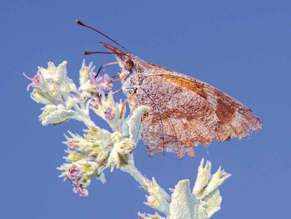 The American snout butterfly emergence this year is expected to be smaller than in previous years. Texas A&M AgriLife photo