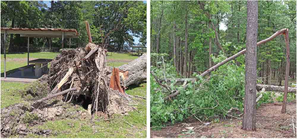 Downed trees, in Town Bluff (left) and Hillister (right) constituted the only real damage seen in Tyler County after last week’s storms. CHRIS EDWARDS | TCB
