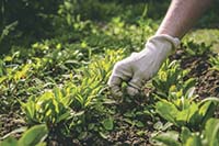 A woman weeds her hands in the gloves of a plant in the garden