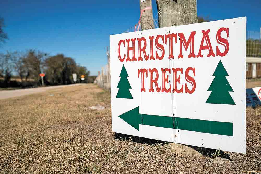 Texas Christmas tree growers are expecting another good year for live tree sales.  Texas A&M AgriLife photo by Laura McKenzie
