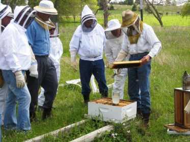 beekeepers small