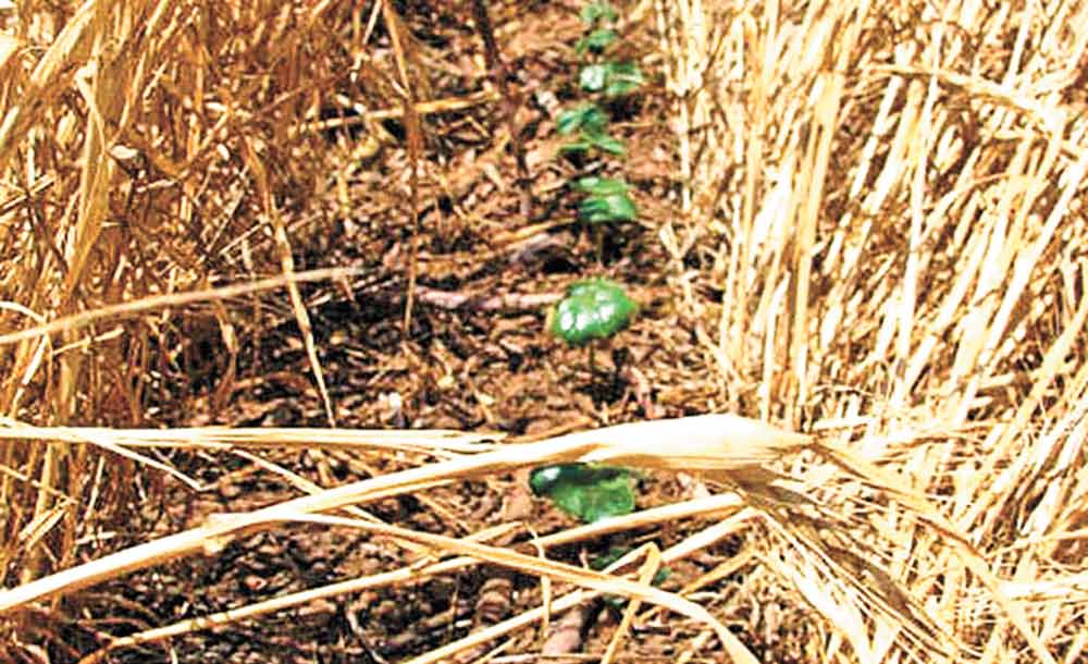 Cover crops qualify as a carbon offset project when considering carbon credits. Texas A&M AgriLife photo by Paul DeLaune