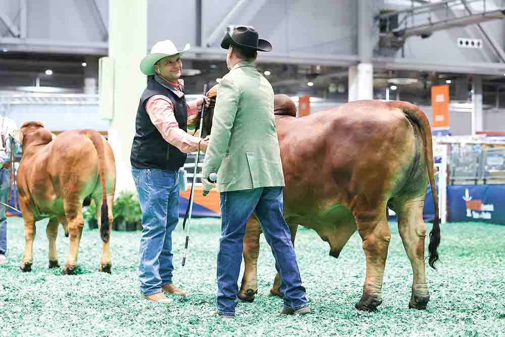 Casaray Ranch, a local breeder of red Brahman, won awards at the Houston Livestock Show and Rodeo. Courtesy photo