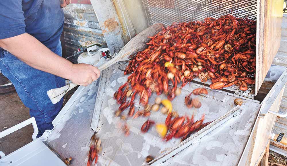 Crawfish continue to gain popularity around Texas. Production acres increased by around 2,500 acres over the past three years. Texas A&M AgriLife photo by Adam Russell