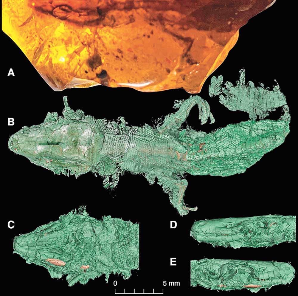 Retinosaurus hkamtiensis, A) Fossil embed in amber, B)3D model of the body dorsal scales, C) Detail of the ventral scales of the head, D and E) Lateral views of the head. CT reconstructions by Edward Stanley using synchrotron data gathered at Imaging and Medical Beamline at the Australi-an Synchrotron in Melbourne. Images courtesy of Adolf Peretti and the Peretti Museum Foundation