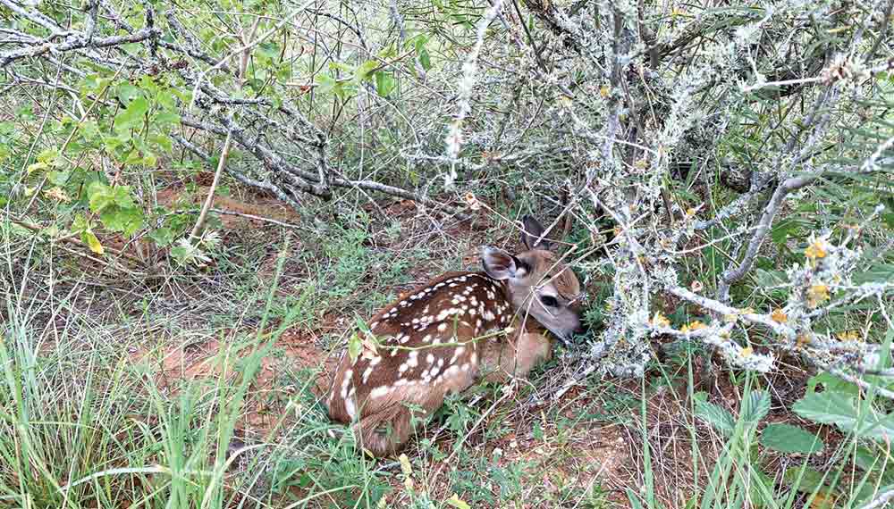  As fawns are born across Texas, an AgriLife Extension wildlife specialist encourages residents not to interfere with seemingly abandoned fawns. Photo courtesy of Miranda Hopper