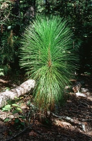 longleaf pine