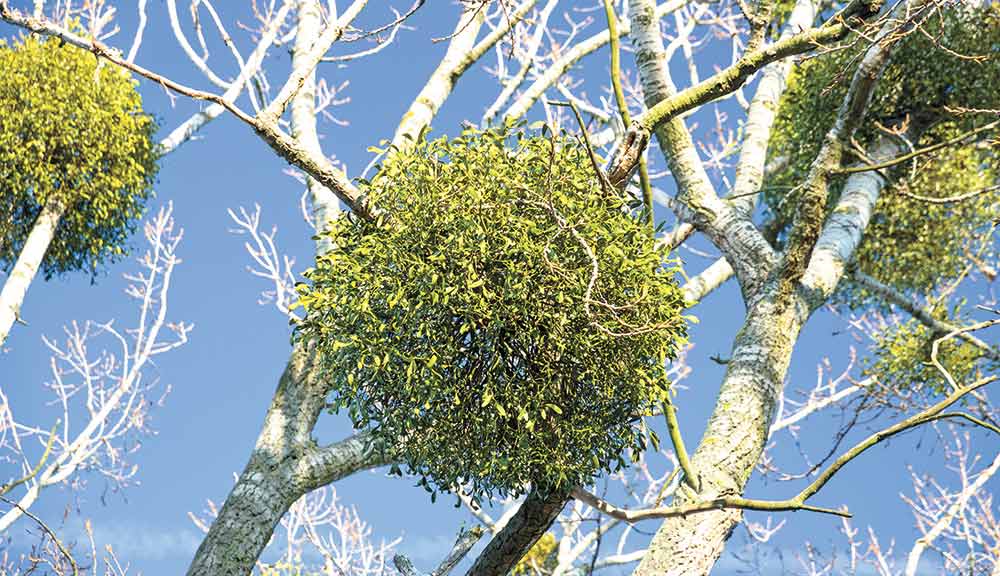 Mistletoe can cause stress for the trees it grows on; however, the plants play a key role in the ecosystem.  photo by Johnson County Master Gardeners