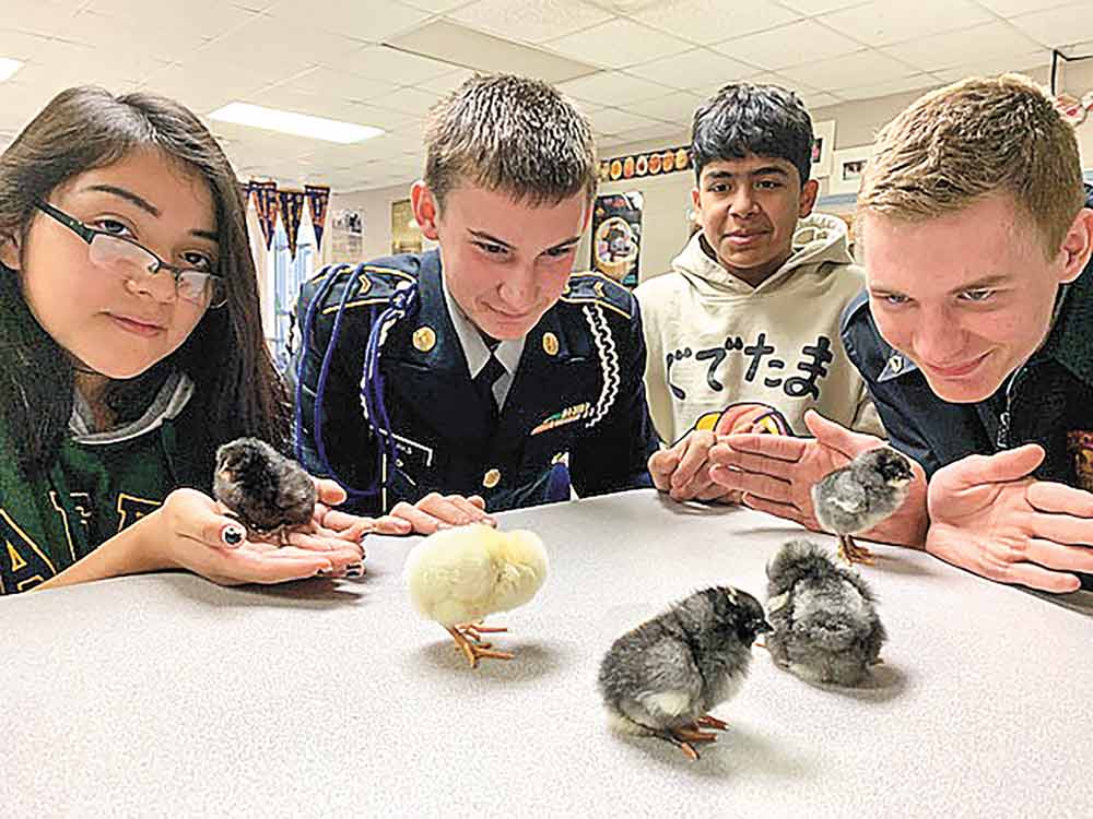 Students in Caitlin Anderson’s Introduction to Agriculture, Food, and Natural Resources class have been studying the poultry industry and embryology. First, the students incubated chicken eggs and followed the daily process of the anatomical development inside the shell until day 21 when the egg hatched. Pictured with hatched chicks are Iris  Aguilar, Michael Parks, Marcelino Beiza and Dylan Vincent.