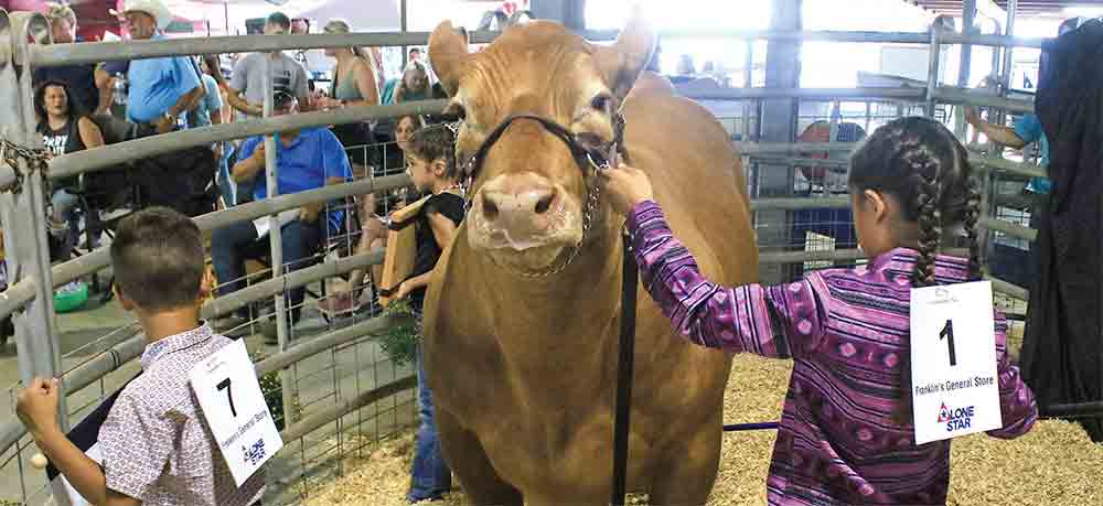 Jaylen Coogler moves her Grand Champion Steer into position to kick off the Youth Livestock Sale at the San Jacinto County Fair. Photo by Tony Farkas