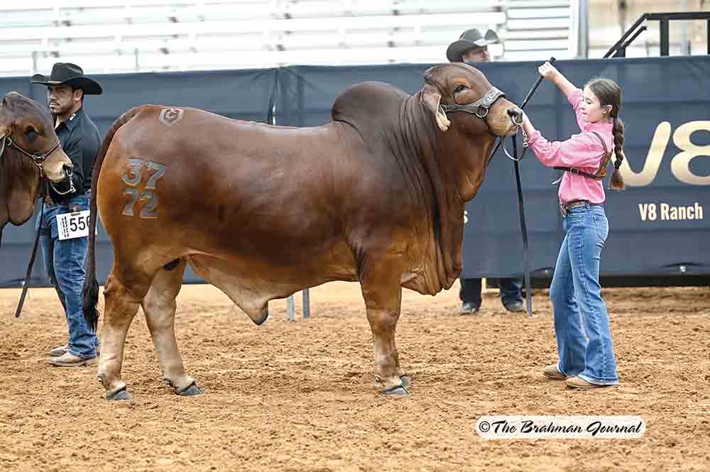 The animals of the Casaray Ranch near Groveton won numerous awards at a recent show. Courtesy photo