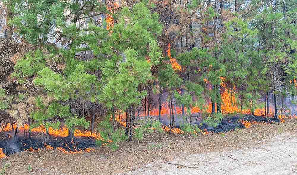 Dry pine needles contributed to the reignition of a fire near Glendale.