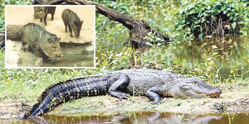 071422 drawn hunts alligator